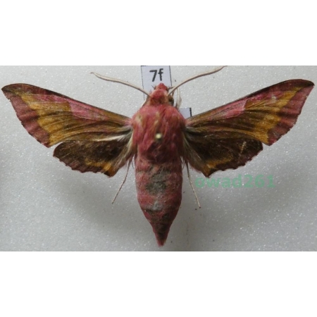 Deilephila porcellus (Linnaeus, 1758) Poland7f